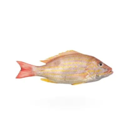 The Lane Snapper