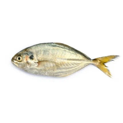 Silver White Fish