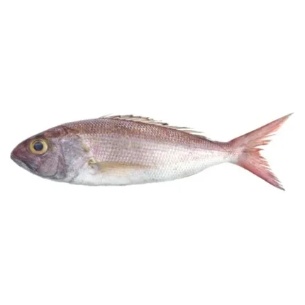 The crimson jobfish
