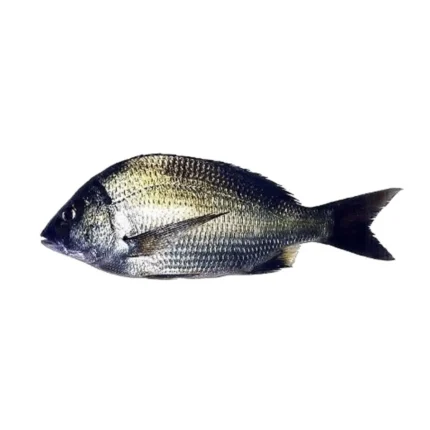 One Of The Locally Available Variants Of The Bream Family