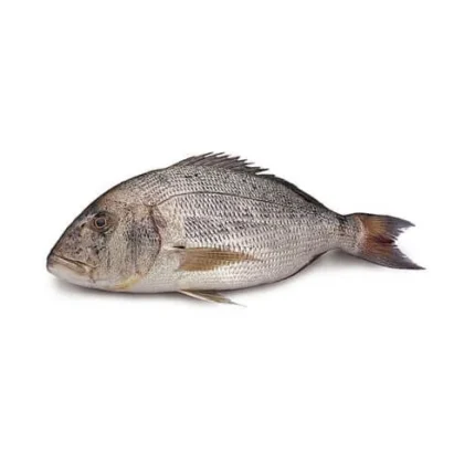 Dentex fish