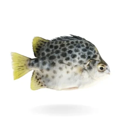 Scat Fish Is One Of The Not Very Famous