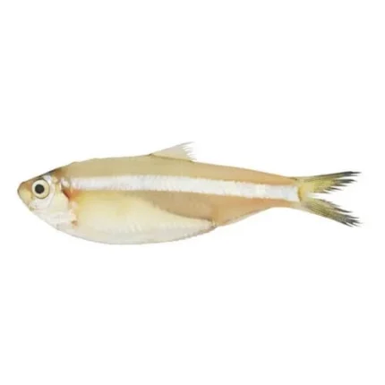 White Sardine – Mittu